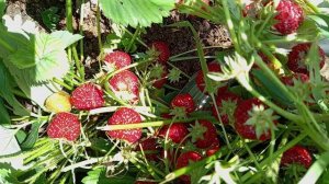 ЗЕМЛЯНИКА (КЛУБНИКА) В МОЁМ САДУ.