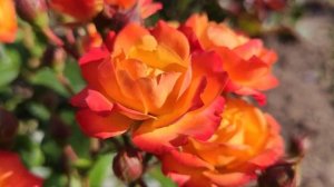 Обзор спрей розы "Тайфун"