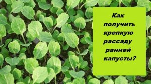 Раннюю капусту нельзя выращивать дома, выношу в теплицу!