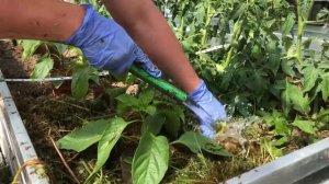 КАК использовать ГОРЯЧУЮ траву в теплице