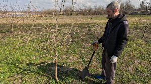 Весна набирает обороты, новые саженцы в саду