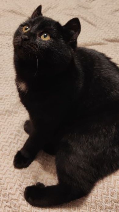 Кошатники, у вас также?