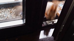 белки сибирские