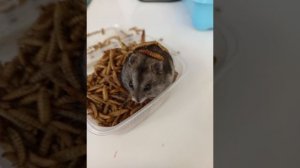 аквагрим животные и я