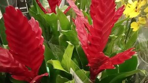 Комнатный цветок Вриезия: идеальный подарок к празднику