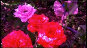 Расцвели цветочки, розочки очень красивые! Архив 2024 #цветы