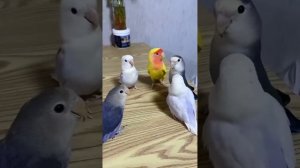 1000011671.mp4. 🐦⬛ОКРУЖАЮЩИЙ МИР 🐦⬛