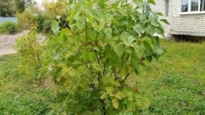 #ах эта природа