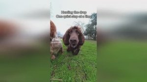 #смешныевидео -1195