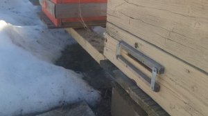 19 марта, пчёлы несут пыльцу.