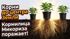 Честная борьба. Российские удобрения против импортных