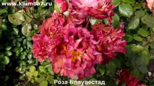 Цветение роз флорибунда, 3 сорта, которые усыпаны цветами!