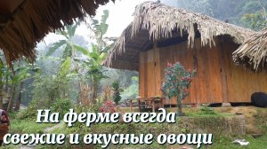 Свежие, вкусные овощи на ферме. И приготовление вкусных блюда из них.