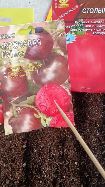 Сею томаты открытого грунта