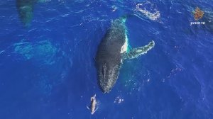 Есть ли у китов зубы? | Чудеса сотворения - Подводный мир