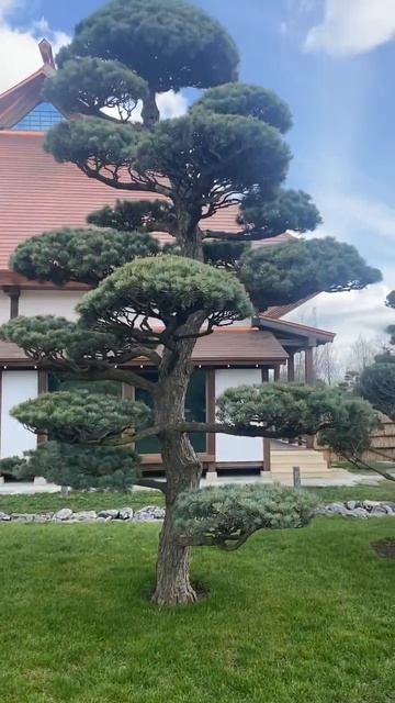 Японский сад не перестает удивлять  #паркгалицкого #японскийсад #respect #shorts