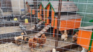 Как сделать курятник своими руками. Показываю как сделали мы для  курочек #ферма