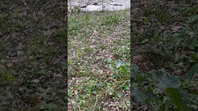 Лес Сочи март