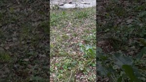 Лес Сочи март