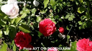 ШЕДЕВРЫ СЕЛЕКЦИИ - СОВРЕМЕННЫЕ РОЗЫ, ЦВЕТУТ БЕЗ ПЕРЕРЫВА, НЕ БОЛЕЮТ