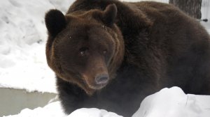 Медведица Валя проснулась, радуется весне и очень хочет пообщаться.