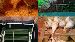 Переселяю цыплят. Переселила утят. Поставила инкубатор тгб-360 на прогрев.
