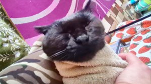 не успела приехать и накинулись на котов🤪Что же я купила?