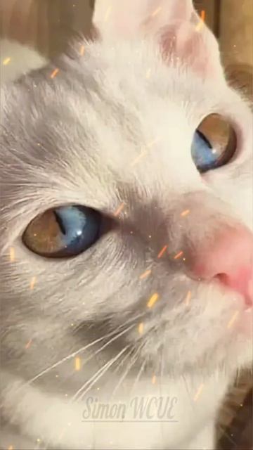 Все они по своему красивы:)