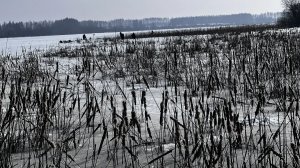 Я В ШОКЕ ОТ ЭТОГО.В ЭТИХ КАМЫШАХ ОЧЕНЬ МНОГО КАРАСЯ.