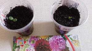 Результаты посева однолетней георгины "Маленькая леди". Взошло только два ростка.