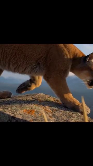 #дикаяприрода #фотоприроды #природауживую #животныевприроде #приключениянаприроде