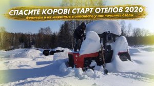 Фермеры и их животные в опасности. Старт отелов 2026