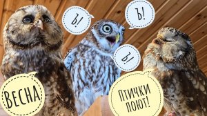 Мохноногий сыч Чучундрий вышел посидеть на солнышке. Сыч Лучик ругает кошку Морошку