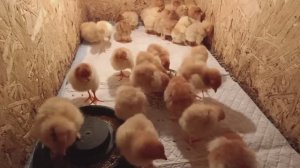 Готовы к посадке картошки🥔Малыши растут🐥🐤Пикирую цветы🌼Удобряю розы🌹🌹🌹