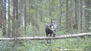 Рогатый великан: жизнь дикого лося в лесной чаще часть 2