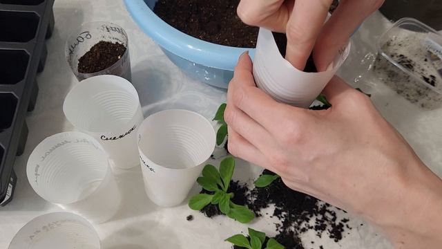 Пикировка петунии//Когда и как правильно