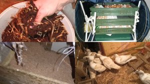 Готовлю субстрат для червей. Привезли опилки. Заложила 256яиц в тгб-360.