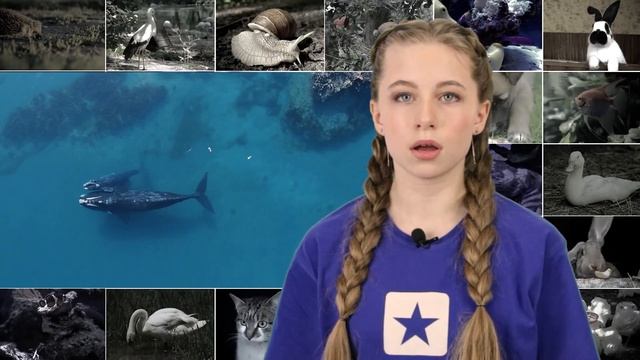 РЕКОРДЫ ЖИВОТНОГО МИРА | ВИКА МАМАШЕВА