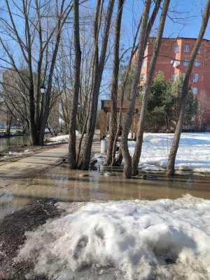 Весна, ручей, утки, прогулка