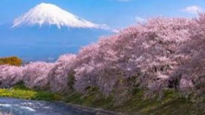 20 марта - Фестиваль цветения и любования сакурой в Японии