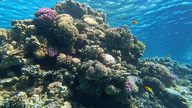 Снорклинг №4 о.Тиран, Шарм-эль-Шейх, Египет - февраль 2026