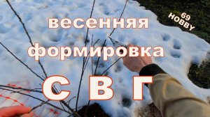 Весенняя обрезка СВГ! Сливово-вишнёвые гибриды