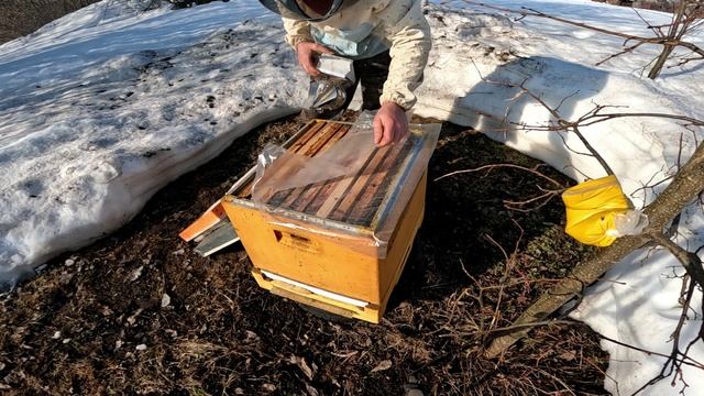 19 Марта. Приготовил белковую подкормку