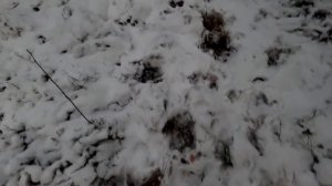 Охота.Двух дневная проверка капканов.Добыча каждый день...