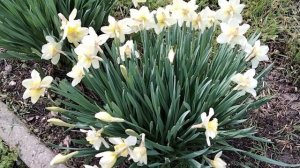 Ранние нарциссы в моем саду.