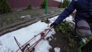 Укрытие винограда на зиму. Сезон 2023г.