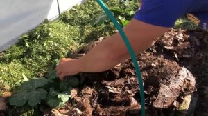 Как избавиться от МЕДВЕДКИ и ЛИЧИНОК МАЙСКОГО жука