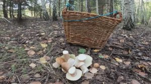 СБОР БЕЛЫХ ГРИБОВ