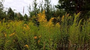 Судьба с причудам.