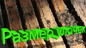 Секрет идеальной улочки в улье (мнение Кашковского)